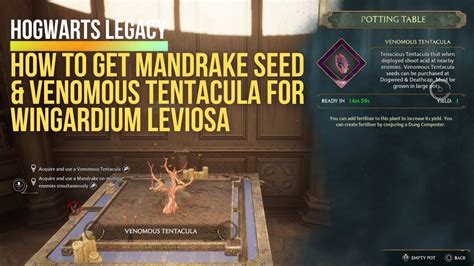 Hogwarts Legacy How To Get Mandrake Seed & Venomous Tentacula For ...