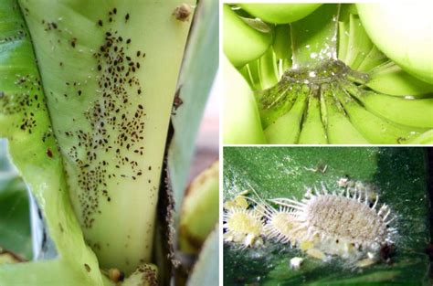 Common Pests of Banana Plants Artigos - Wikifarmer