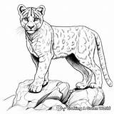 Mountain Lion Coloring Pages  Free & Printable sketch template