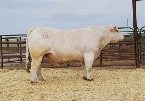 Charolais Bull Sale Report