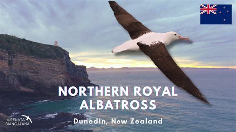 Northern Royal Albatross, Dunedin, New Zealand - YouTube