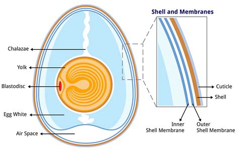 everyday chemistry - Why do unboiled eggs last longer than boiled eggs? - Chemistry Stack Exchange