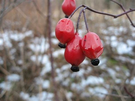 Friend or Foe: Is Rosehip Seed Oil Good for Acne Treatment? - Oilypedia.com