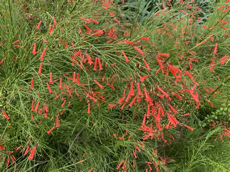 Florida Firecracker Plants Explode with Color - ArtisTree ArtisTree