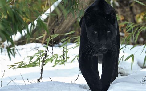 Black Panther Animal Wallpapers - Wallpaper Cave