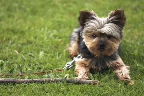 Yorkie Rescue and Adoption Tips