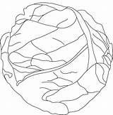 Cabbage Coloring Page sketch template