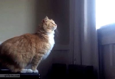 Cat Falls Fail GIFs - Find & Share on GIPHY