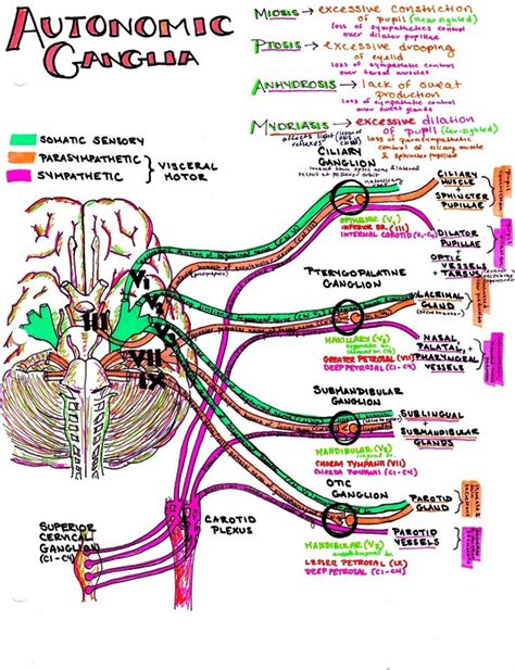 autonomic ganglia! | Medical school studying, Medical student study ...