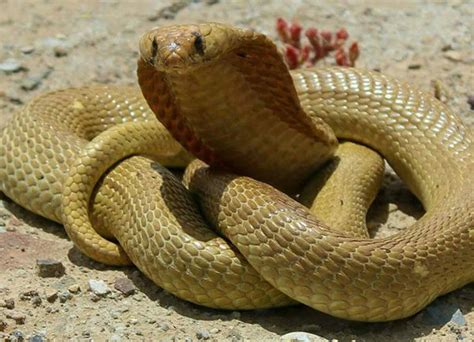 Cape's most venomous snakes | CapeTown ETC