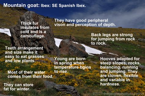 What are the adaptations of a montain goat? Ibex, Mountain goat, adaptations, in SE Spain ...