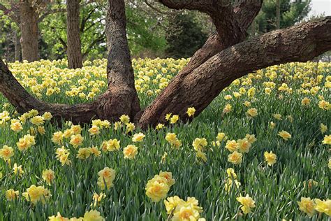 Daffodil Field Photograph by Emil Davidzuk - Fine Art America