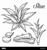 Aloe Coloring Page sketch template