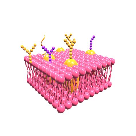 Phospholipid Bilayer