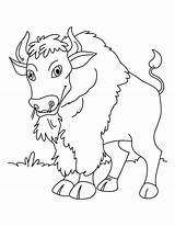 Free Printable Bison Coloring Pages For Kids sketch template