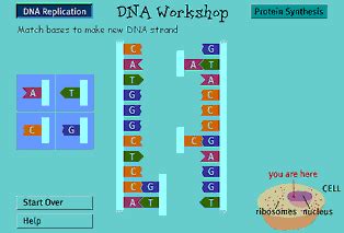 A Science Odyssey: DNA Workshop: Text Version