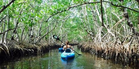 $79 – Guided Mangrove Kayak Tour in Sarasota | Travelzoo