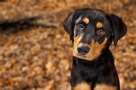 Rottweiler Lab Mix - Top Facts & Guide - Animal Corner