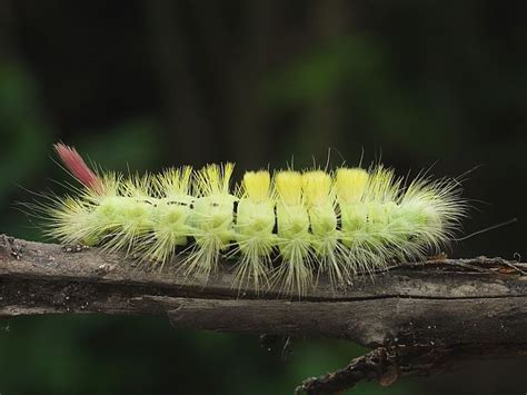 a yellow caterpillar is sitting on a branch