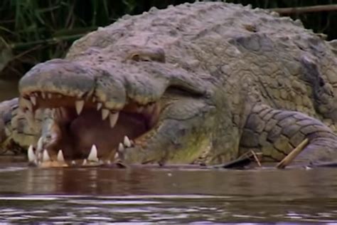 Gustave the Man-Eating 20-Foot Croc Allegedly Killed Hundreds