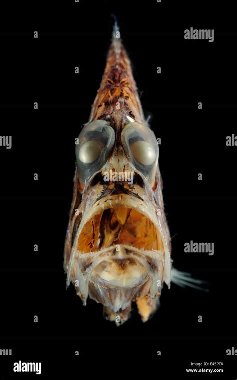 Deepsea hatchetfish hi-res stock photography and images - Alamy