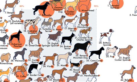 This Infographic Visualizes Dog Breeds Ranked by Temperament