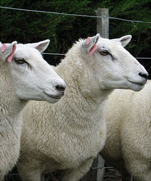 Revolution in lamb farming proposed | Stuff.co.nz