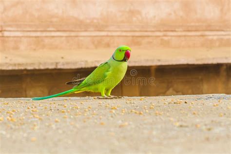 Green Parrot in India stock image. Image of bright, sandstone - 85542635