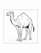 Riding Coloring Camel Pages Kids Sketch Page sketch template