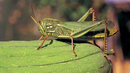 Locust plague: One of the worst agricultural disasters - CGTN