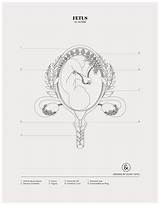 Uterus Coloring Pages sketch template