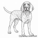 Hound Dog Coloring Pages  Free & Printable sketch template