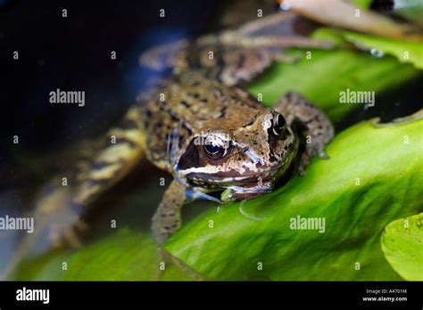 Common frog - grass frog swimming in a pond with a cow lily leaf (Rana ...