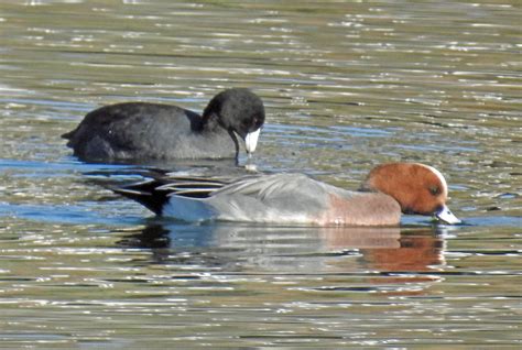 Cascade Ramblings: Rare Bird on the Colorado River