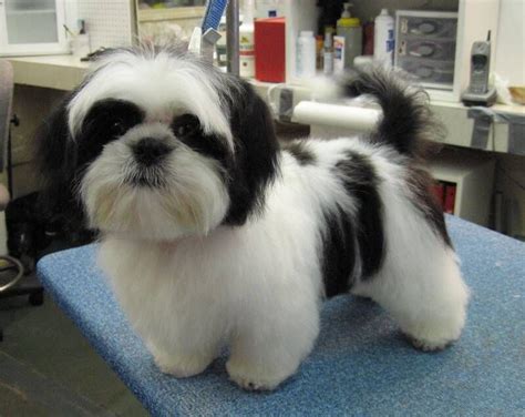 shih tzu mixed with papillon | Petit Basset Griffon Vandeen | Shih tzu ...