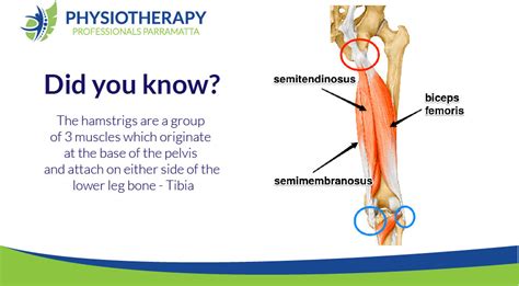 Hamstring - Physiotherapy Professionals Parramatta