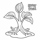 Sprout Coloring Page 67154 53136 sketch template
