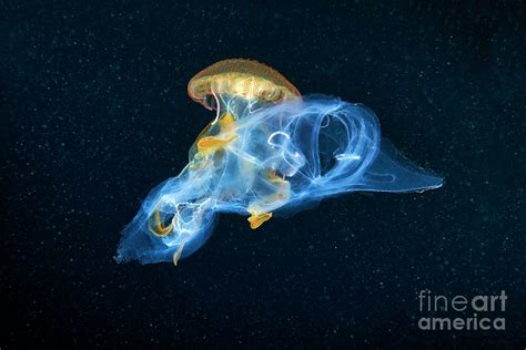 Mauve Stinger Jellyfish Feeding On A Salp Photograph by Alexander Semenov/science Photo Library