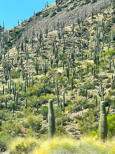 Cacti of AZ Photograph by Shantel Sze - Fine Art America