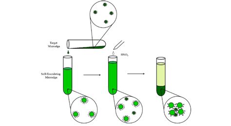 Possible mechanisms during flocculation process. | Download Scientific ...