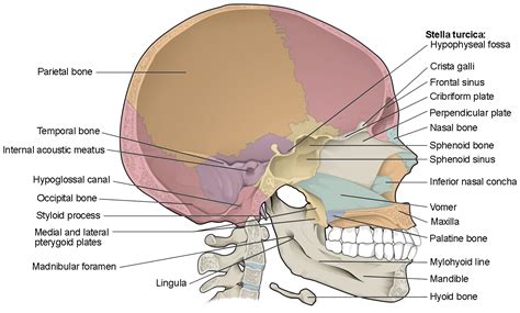 Skull Anterior View Labeled