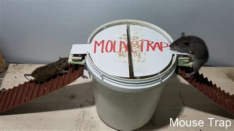 PVC Water Bottle Mouse Trap/DIY make A Mouse Trap Homemade/Mouse Reject/...