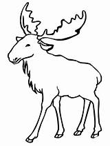 Moose Coloring Pages Clipart  Free Printable sketch template