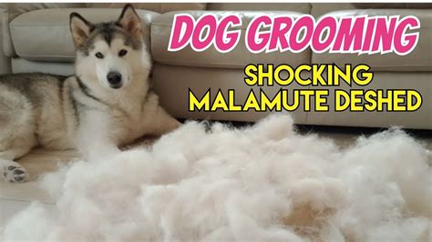 ALASKAN MALAMUTE | GROOMING | CARE | SHOCKING MALAMUTE DESHED # ...