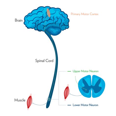 Why Do Upper Motor Neuron Lesions Cause Spasticity | Webmotor.org