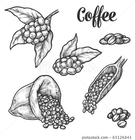 Coffee Bean Tree Illustration