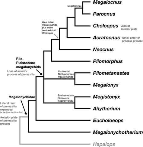 Phylogenetic relationships of Megalonychidae from McDonald et al.... | Download Scientific Diagram