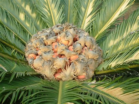 Cica - Cycas revoluta | Natureza Bela