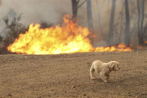 Bushfires rage in Australia, wiping out homes and surrounding Sydney with flames | London ...