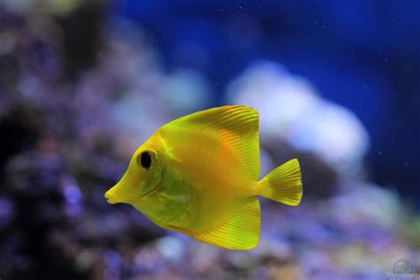 Zebrasoma flavescens - Zitronenflossen-Doktorfisch aus Micha’s Great Reef Challenge von